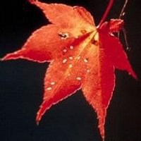 漂亮的枫叶头像