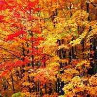 漂亮的枫叶头像