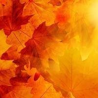 漂亮的枫叶头像