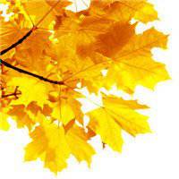 漂亮的枫叶头像