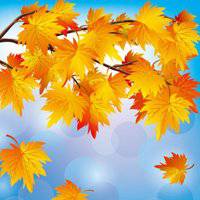 漂亮的枫叶头像