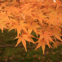 漂亮的枫叶头像