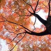 漂亮的枫叶头像