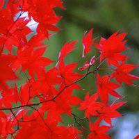 漂亮的枫叶头像