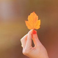 漂亮的枫叶头像