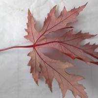 漂亮的枫叶头像