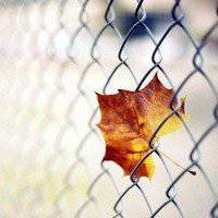 漂亮的枫叶头像