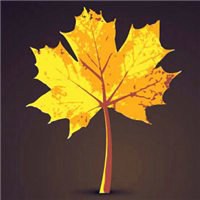 漂亮的枫叶头像