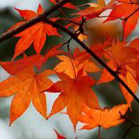 漂亮的枫叶头像