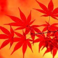 漂亮的枫叶头像