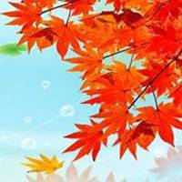 漂亮的枫叶头像
