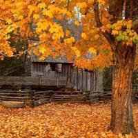 漂亮的枫叶头像