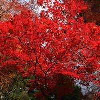 漂亮的枫叶头像