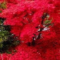 漂亮的枫叶头像