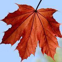 漂亮的枫叶头像