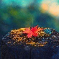 漂亮的枫叶头像