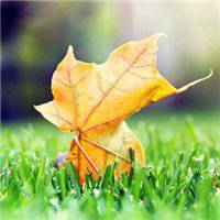 漂亮的枫叶头像