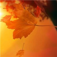 漂亮的枫叶头像