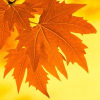 漂亮的枫叶头像