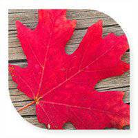 漂亮的枫叶头像