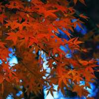 漂亮的枫叶头像