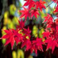 漂亮的枫叶头像