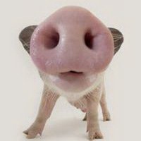 猪鼻子头像