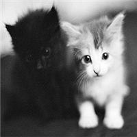 猫系情侣头像