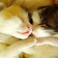 猫系情侣头像