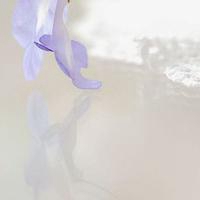 微信白色透明头像图片