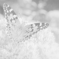 微信白色透明头像图片