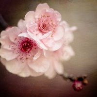 温馨头像唯美图片