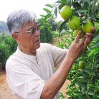 褚时健头像高清图片大全_名人褚时健真实头像大图下载