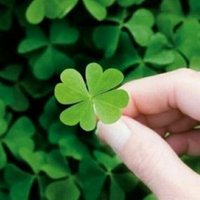 唯美手拿树叶头像