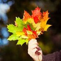 唯美手拿树叶头像