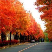 唯美枫叶头像图片大全 唯美红色枫叶成片头像