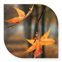 唯美枫叶头像图片大全 唯美红色枫叶成片头像