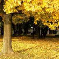 唯美枫叶头像图片大全 唯美红色枫叶成片头像