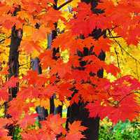 唯美枫叶头像图片大全 唯美红色枫叶成片头像