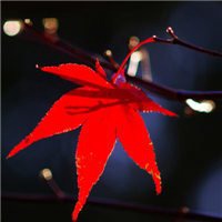 唯美枫叶头像图片大全 唯美红色枫叶成片头像