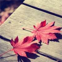 唯美枫叶头像图片大全 唯美红色枫叶成片头像