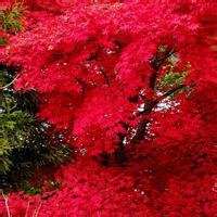 唯美枫叶头像图片大全 唯美红色枫叶成片头像