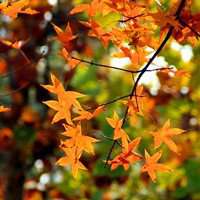 唯美枫叶头像图片大全 唯美红色枫叶成片头像