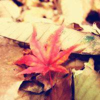 唯美枫叶头像图片大全 唯美红色枫叶成片头像