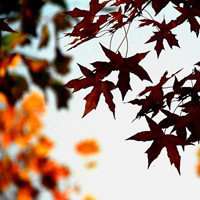 唯美枫叶头像图片大全 唯美红色枫叶成片头像