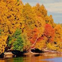 唯美枫叶头像图片大全 唯美红色枫叶成片头像