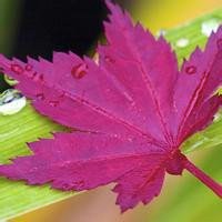 唯美枫叶头像图片大全 唯美红色枫叶成片头像