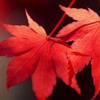 唯美枫叶头像图片大全 唯美红色枫叶成片头像