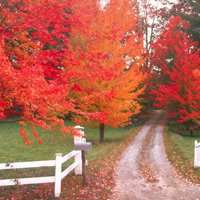 唯美枫叶头像图片大全 唯美红色枫叶成片头像