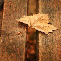 唯美枫叶头像图片大全 唯美红色枫叶成片头像